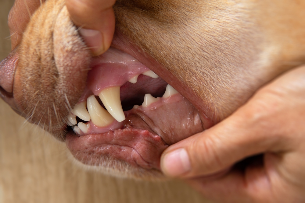 can a dog die from a tooth abscess